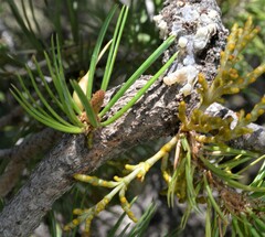 Arceuthobium divaricatum