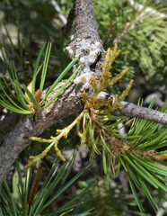 Arceuthobium divaricatum