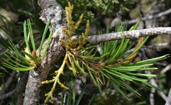 Arceuthobium divaricatum