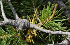 Arceuthobium divaricatum