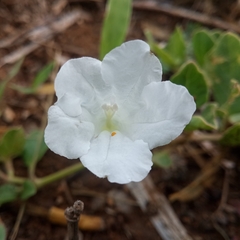 Ruellia patula