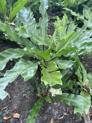 Asplenium