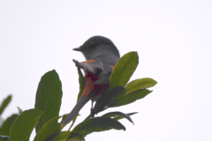 Pericrocotus solaris