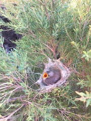 Ptilotula penicillata