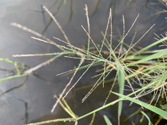 Eleusininae