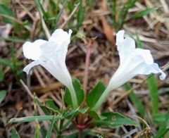 Ruellia patula