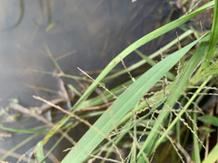 Eleusininae