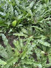 Asplenium