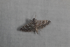 Glyphodes onychinalis