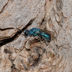 Primeuchroeus