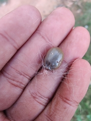 Rhipicephalus sanguineus