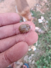 Rhipicephalus sanguineus