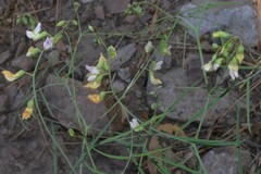 Lathyrus graminifolius