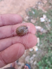 Rhipicephalus sanguineus