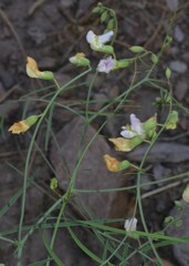Lathyrus graminifolius