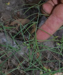 Lathyrus graminifolius