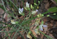 Lathyrus graminifolius