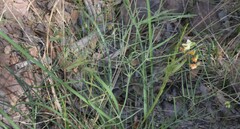 Lathyrus graminifolius