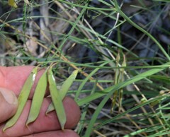 Lathyrus graminifolius