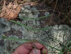 Lathyrus graminifolius