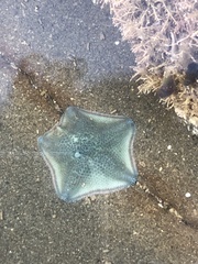 Patiriella regularis