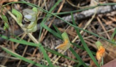 Lathyrus graminifolius
