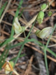 Lathyrus graminifolius