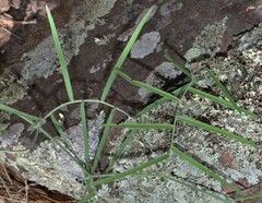 Lathyrus graminifolius