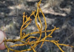 Phoradendron juniperinum