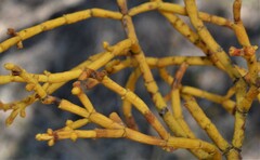 Phoradendron juniperinum