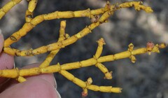 Phoradendron juniperinum