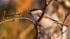 Poecile montanus