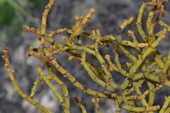 Phoradendron juniperinum