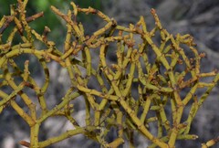 Phoradendron juniperinum