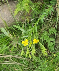 Linum thunbergii