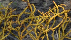 Phoradendron juniperinum