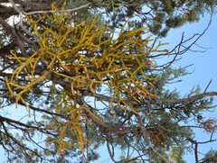 Phoradendron juniperinum