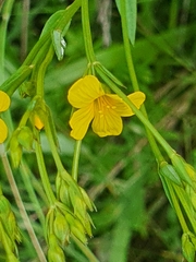 Linum thunbergii