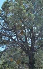 Phoradendron juniperinum