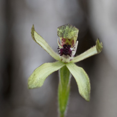 Caladenia atradenia