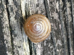 Satsuma