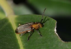 Poneridia semipullata