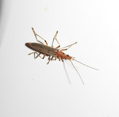 Parisopalpus nigronotatus