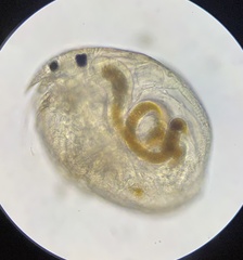 Chydoridae