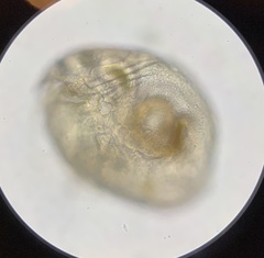 Chydoridae