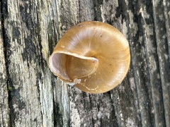 Satsuma