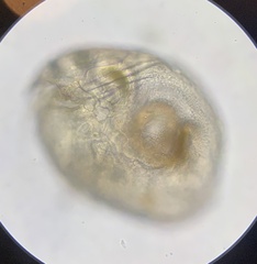Chydoridae