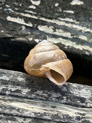Satsuma