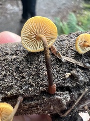 Xeromphalina campanelloides