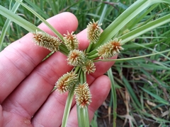Cyperus